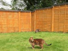 Oscillot Keeps Your Cats Off the Fence