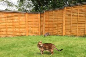 Oscillot Keeps Your Cats Off the Fence