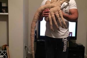 Life-size Knit Alien Facehugger
