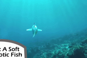 SoFi: Soft Robotic Fish for Studying Aquatic Life