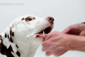 Mira-Pet Ultrasound Toothbrush for Dogs