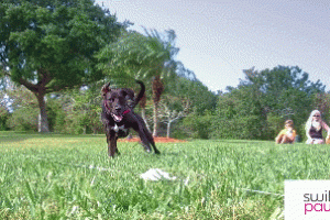 SwiftPaws: Interactive Tag Game for Dogs Gives Them a Workout