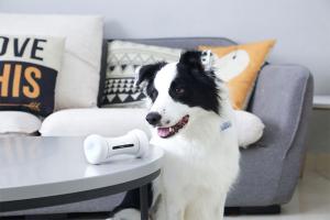 Wickedbone: Smart Interactive Dog Toy