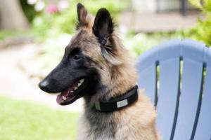 Wagz Explore Smart Collar with GPS, E-Ink Display