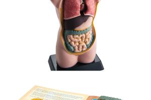 Augmented Reality Human Anatomy Model