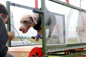 Firepaw Dog Treadmill