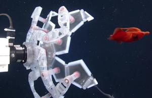 RAD Sampler: Scientists Develop Robotic Pokeball for Delicate Sea Creatures
