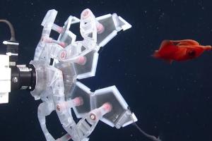 RAD Sampler: Scientists Develop Robotic Pokeball for Delicate Sea Creatures