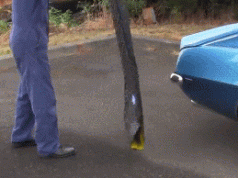 Magic Creeper – 0 Ground Clearance Auto Creeper