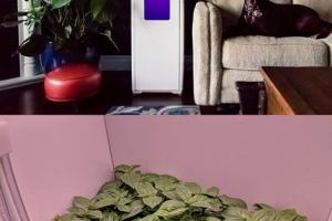 Grobo One Automated Hydroponics Growing System with Smartphone Control