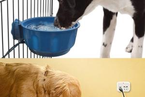 Kingwolfox Heated Drinking Bowl for Dogs & Cats