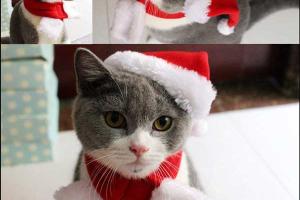 Pet Leso Cat Christmas Hat & Tie