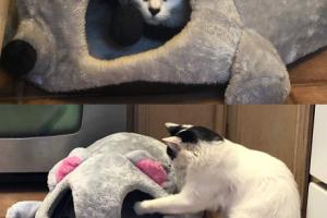 Lyon & Smith Mouse House for Cats