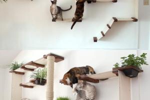 CatastrophiCreations Cat Mod Garden Complex