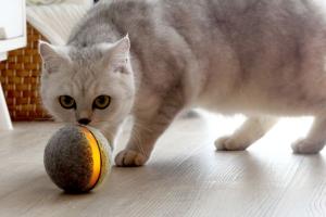 Wicked Ball: Automatic Ball for Your Cat & Dog
