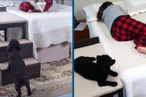 Buddy Bunk Lets Your Dog/Cat Sleep Next To You