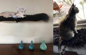 Chill Lounger Cat Shelf & Perch