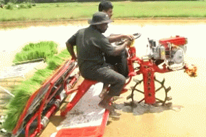 Paddy Transplanter Plants Rice Seedlings to Make Farming Easier