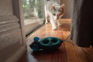 Doc & Phoebe Indoor Hunter for Cats