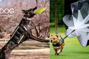 XDOG Fitness Vest for Dogs