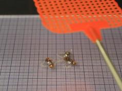 DEAnsect: This Soft Robotic Insect Can Survive a Fly Swatter