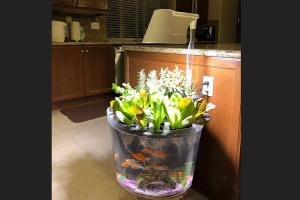 Kingro 5 in 1 Aquaponic Indoor Garden with Fish Tank