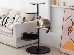 SPRICHIC Cat Activity Tree