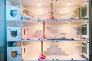 Miya Cats Wooden 3-Story Kitty Playground