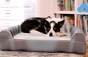 Dog Cloud Bed: Smart Therapeutic Massage Dog Bed