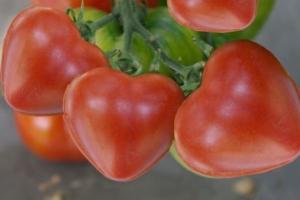Heart Shaped Tomato Molds