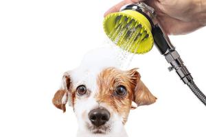 Wondurdog Shower Brush with Rubber Grooming Teeth