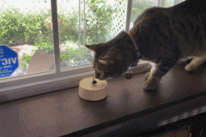 Andrews Top Mystery: 1977 Perpetual Motion Spinning Toy