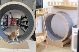 79cm MDF Cat Treadmill for Indoor Exercise