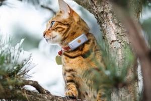 Weenect Cat GPS Collar with App