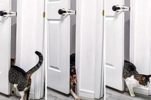 FlexLatch Cat Door Holder