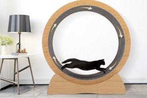 COZIWOW Large Cat Treadmill