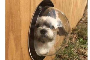 BobbyPet Dog Fence Window Prevents Fence Jumping