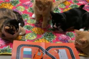 Microduino Itty Bitty Buggy 5-in-1 Coding Robot Tested