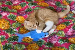 Petslucent Robotic Shark Cat Toy Tested