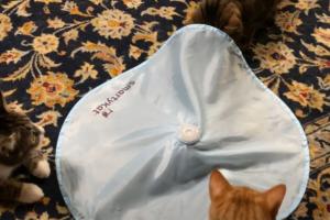 SmartyKat Hot Pursuit Electronic Cat Toy Tested