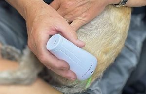 LumaSoothe 2 Light Therapy Pain Relief Device for Dogs