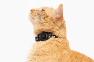 Tile for Cats: Track Your Feline on Your Phone