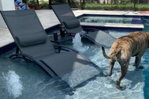 PURPLE LEAF Patio Chaise Lounge Set for Pool & Beach Action