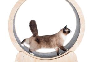 MAXIMA 35-inch Cat Exercise Wheel