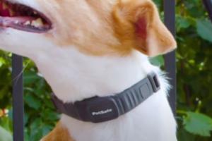 PetSafe NanoBark: Smallest Bark Collar Yet?