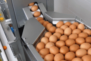 OVO-TECH RX-0: 3000-Eggs Breaker Machine