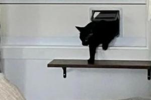 Cat Flap Fever Cat Door for Windows