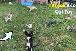 TBTeek 3-in-1 Automatic Cat Toy Tested