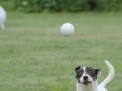 uahpet iRetriever Dog Ball Launcher with Obstacle Avoidance