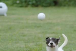 uahpet iRetriever Dog Ball Launcher with Obstacle Avoidance